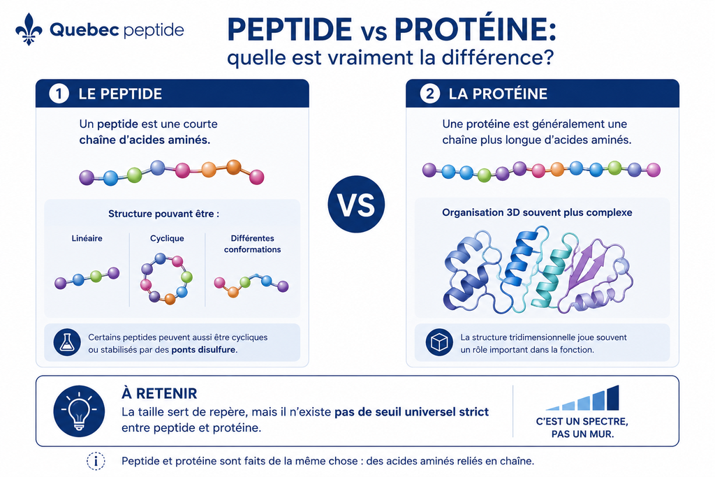 Peptide vs protéine : comparaison de la taille et de la structure des chaînes d’acides aminés